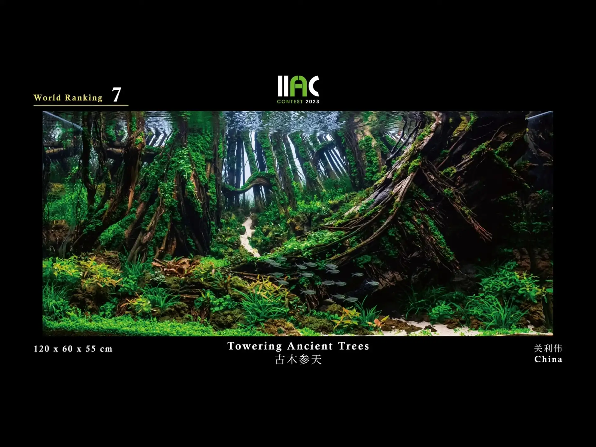 Towering Ancient Trees - IIAC 2023 #07 Guan Liwei / China